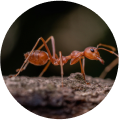 ants 1