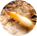 termites 1