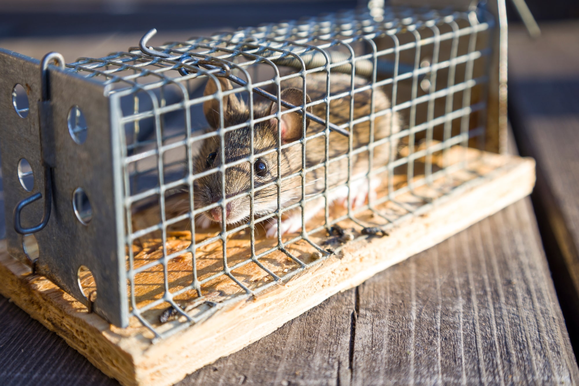 Eliminate Pest Control Rat and Mice Control Adelaide Rat in Cage