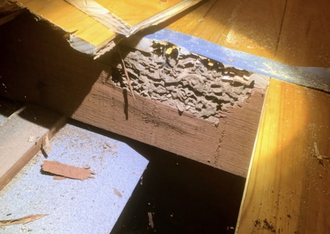 Eliminate Pest Termites under floor inspection